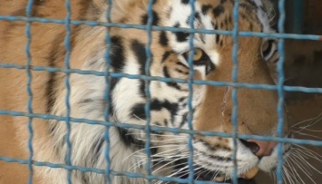 В зоопарке на Черниговщине тигр загрыз мужчину