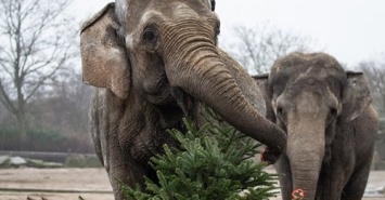 Слоны и жирафы из Николаевского зоопарка начали принимать посетителей исключительно в масках