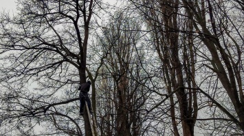 Спасатели Днепропетровщины сняли с дерева "каскадера"
