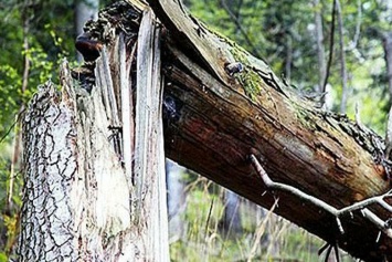 В Симферополе дерево оборвало провода и упало на дорогу