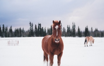 На Львовщине к уборке снега привлекли коня