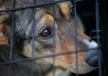Два месяца взаперти: в одной из одесских квартир нашли брошенного пса