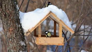 Подборка несложных советов для тех, кто хочет помочь птицам пережить морозы