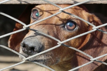 В Сакском районе появится приют для содержания бездомных собак