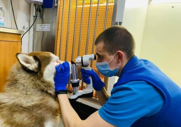 Переживают все одесситы: в каком состоянии находится избитый пес Марс