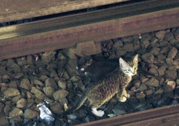 Полз к людям, но все проходили мимо: в Днепре спасают котенка, который попал под поезд