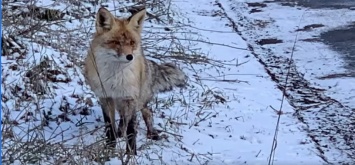 Запорожская художница покормила на Хортице лису - видео