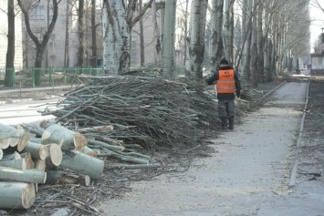 «Не омоложали, а уничтожали»: в Покровске больше не будут бездумно обрезать деревья