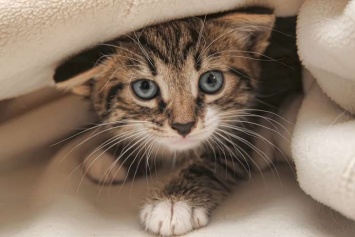Коты также заслуживают праздник: 17 февраля в Европе отмечают День кота