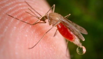 На Закарпатье выявили два случая малярии