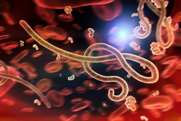 В Западной Африке зафиксирована первая за 5 лет эпидемия Эболы