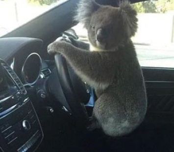 Пользователей Сети покорила коала, которая села за руль автомобиля