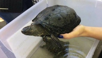 В Техасе от холода пострадали почти пять тысяч черепах