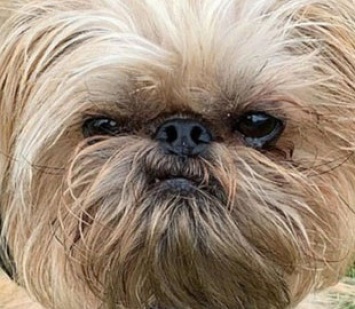 "Сварливый" пес набирает популярность в Сети из-за необычного внешнего вида
