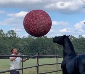 Конь, который любит гонять мяч, попал на видео