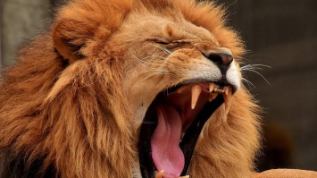 Розъяренный лев напал на сотрудницу зоопарка: женщину экстренно госпитализировали