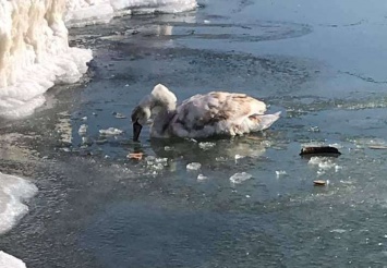 Ледяной плен: в Запорожской области на море ко льду примерз лебедь (ВИДЕО)