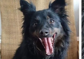 Выгнали родственники: в Киеве ищут новый дом для собаки умершего ветерана АТО