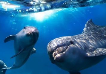 На одесский пляж приплыли дельфины: смотри видео