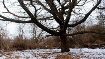 В Марганце активисты спасли полувековой дуб