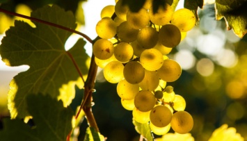 В оккупированном Крыму могут исчезнуть традиционные сорта винограда
