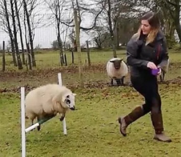Дрессировщица научила овцу собачьим трюкам
