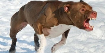 Агрессивный бойцовский пес напал на детей по Днепром
