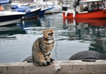 Ситуация накаляется: в Одесском порту нашли бешеную кошку
