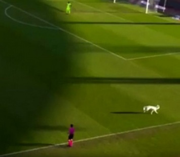 Собака президента швейцарского клуба отпраздновала гол, выбежав на поле