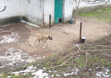Животных морили голодом: в Одесской области нашли жуткую ферму