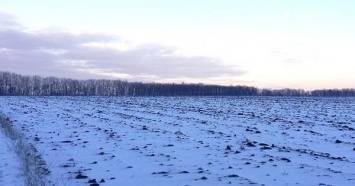 14% посевов озимых в Харьковской области находятся в слабом и разреженном состоянии