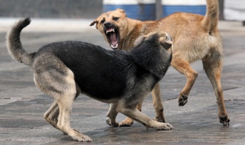 В Каневском заповеднике бродячие собаки загрызли 15 косуль