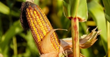 Более 40% всех сельхозземель Украины могут утратить плодородность, - исследование