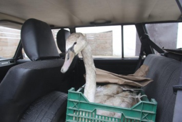 Мелитополец спас молодого лебедя от верной гибели (ФОТО)