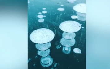 В курортном городе Запорожской области в Азовское море вмерзли медузы (ФОТО)
