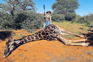 Семейная пара на 14 февраля убила жирафа и вырезала ему сердце на "валентинку" (ФОТО)