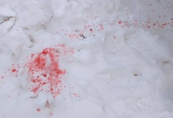 Тайна раскрыта: действительно ли розовый снег был отравой для собак
