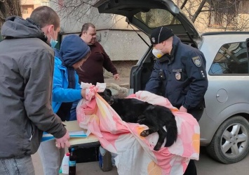 Упала или выбросили: в Одессе собака погибла после падения с третьего этажа