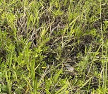 Найди в траве змею-"невидимку": сети озадачило фото-головоломка