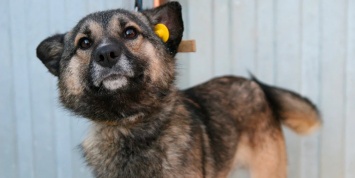 В Госдуме предложили ввести обязательное чипирование собак