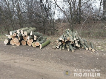 В Запорожской области мужчины орудовали бензопилами в посадке