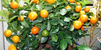 "Молодежка ОНФ" поздравила вручила своим подшефным апельсиновые деревья