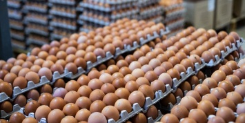 Производители яиц и мяса птицы договорились о сдерживании цен