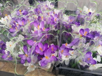 Где в Мелитополе купить цветы на 8 марта не дорого