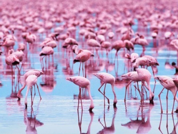 Редкое зрелище. Розовые фламинго превратили озеро Индии в розовое море (ВИДЕО)