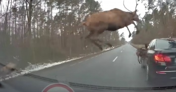 Стадо оленей перепрыгнуло через авто в Польше (видео)