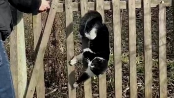 Житель Кривого Рога установил на забор дома "живодерские" ловушки для котов