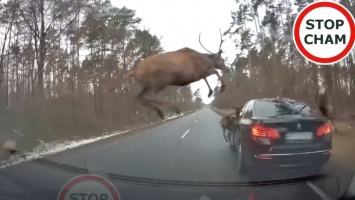 Видео: в движущийся BMW врезалось стадо оленей
