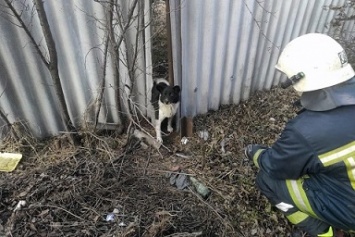 Спасатели, в Павлограде, освободили из западни пострадавшую собачонку