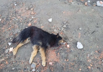 В Запорожье с четвертого этажа сбросили собаку: ей нужна помощь (фото)